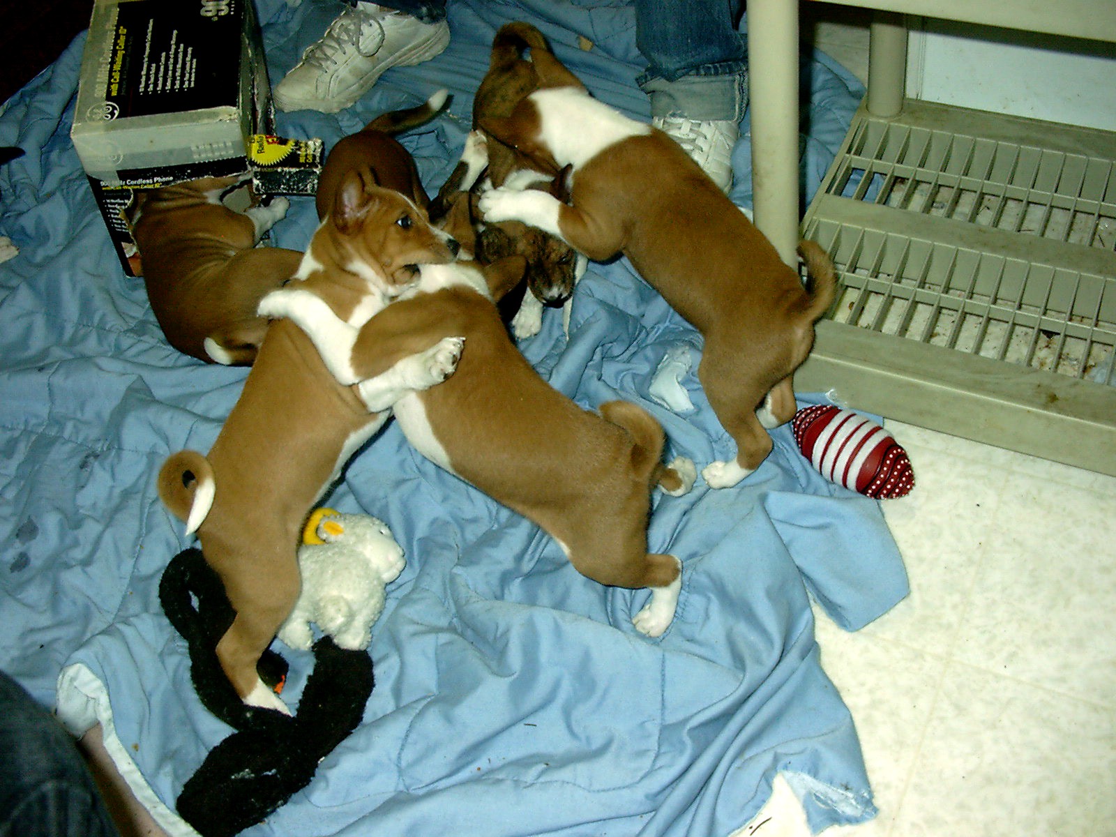 Basenji Search on February 2, 2002