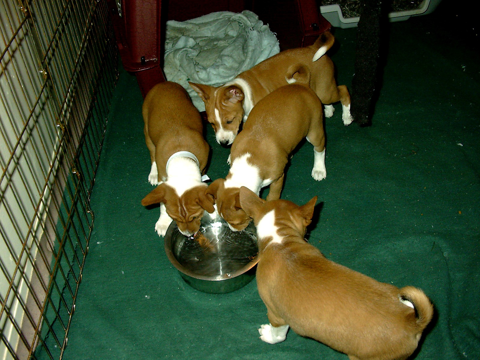 Basenji Search on February 9, 2002