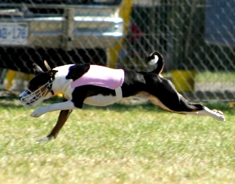 BCOA National Specialty, Page 3, WVBC Lure Coursing and BCOA Puppy Sweepstakes and Final Brace