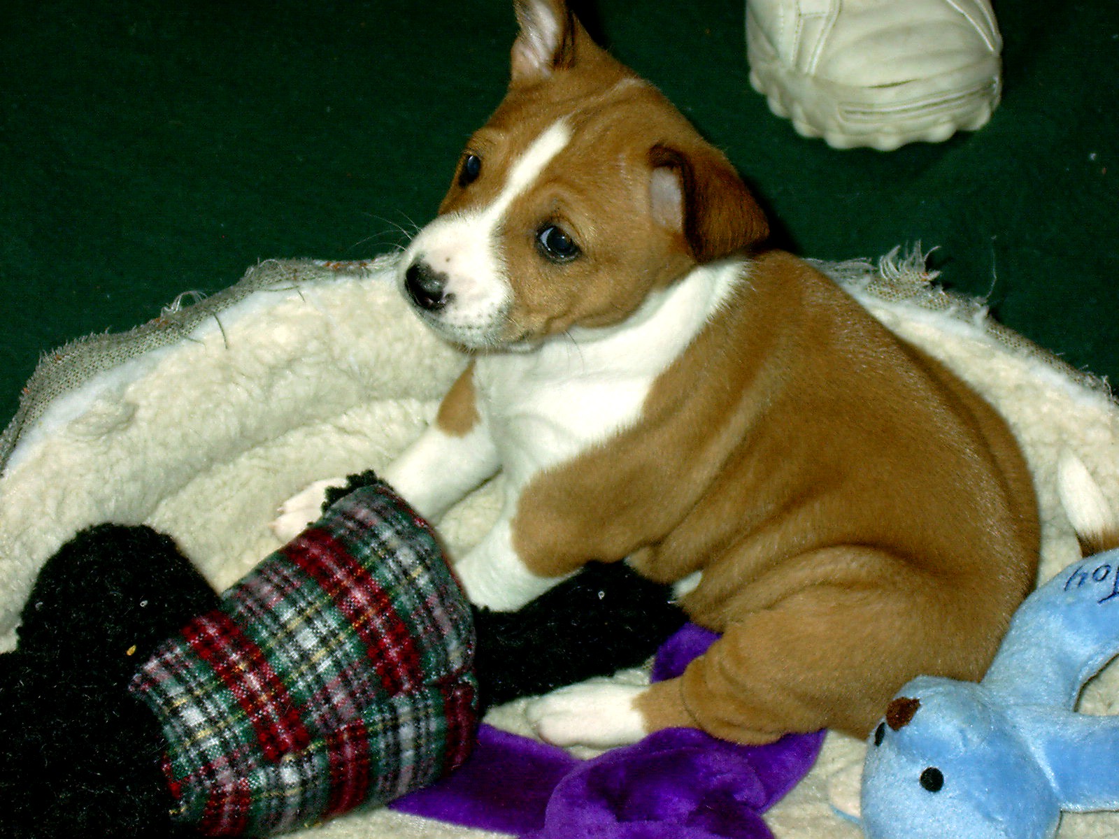 Basenji Search on January 19, 2002