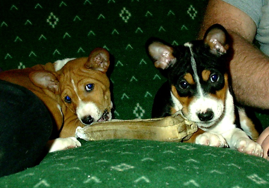 Qena and Luxor! Basenji Search on February 15, 2002