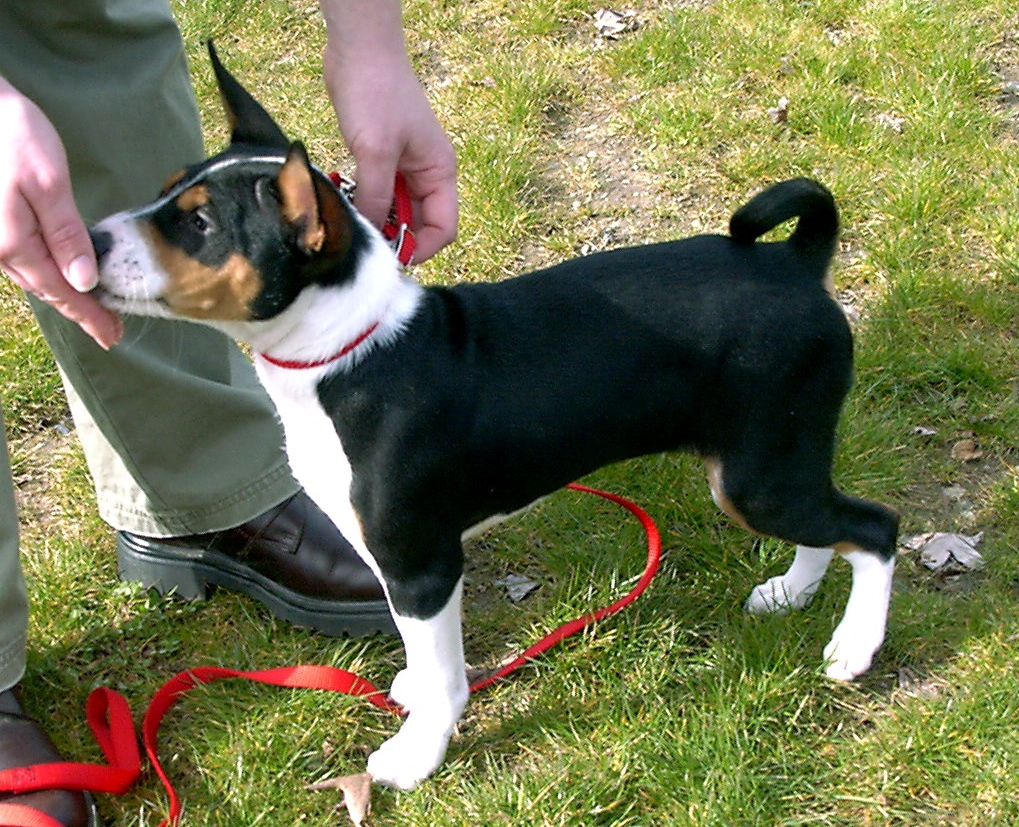 14 Weeks Old, At The Show