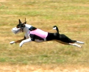 EBC Specialty, Page 1, Lure Coursing