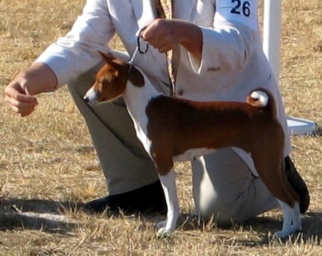 Sammamish Show